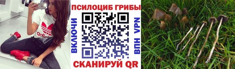 где можно купить наркотик  Ликино-Дулёво  Галлюциногенные грибы Magic Shrooms 
